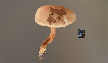 蘑菇食品饮料食物,蘑菇gltf,glb模型下载，3d模型下载