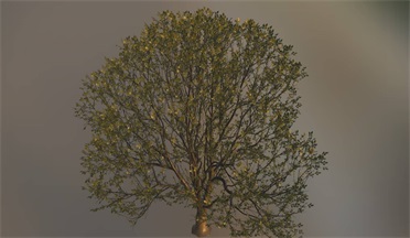 风景树石头植物树木,植物gltf,glb模型下载，3d模型下载