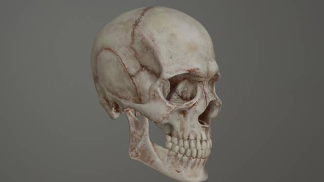 人类头骨人物人类,骨骼,头骨gltf,glb模型下载，3d模型下载