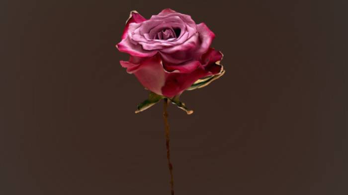 玫瑰石头植物玫瑰,花gltf,glb模型下载，3d模型下载