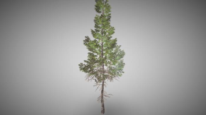 云杉石头植物树木gltf,glb模型下载，3d模型下载