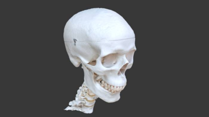 人体头骨gltf,glb模型下载，3d模型下载