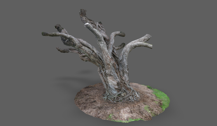 树扫描石头植物枯树gltf,glb模型下载，3d模型下载