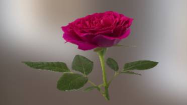 玫瑰花石头植物植物,玫瑰,花gltf,glb模型下载，3d模型下载