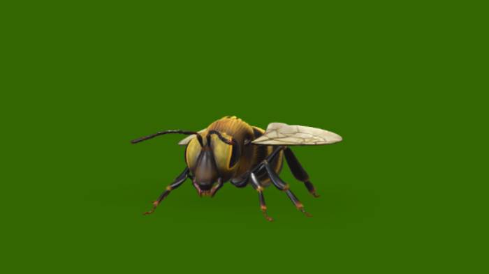 动画蜜蜂飞行着陆循环gltf,glb模型下载，3d模型下载