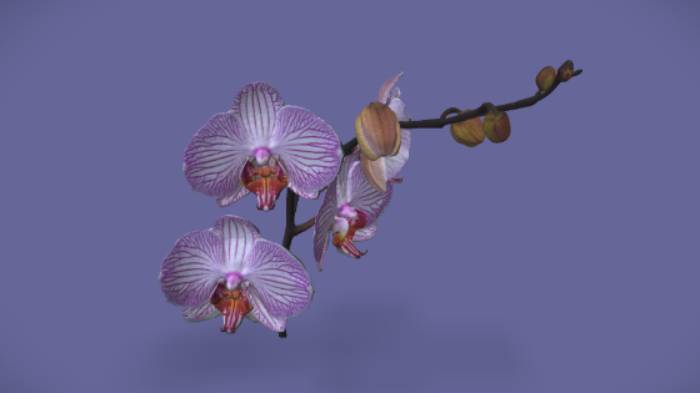 兰花石头植物植物,兰花gltf,glb模型下载，3d模型下载