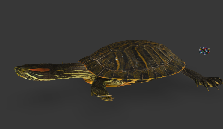 乌龟gltf,glb模型下载，3d模型下载