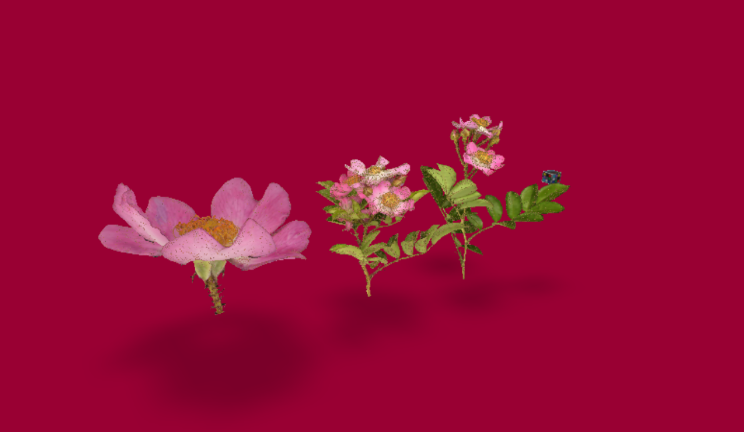 野蔷薇gltf,glb模型下载，3d模型下载