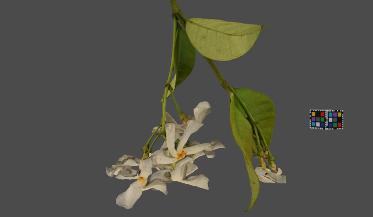 茉莉花石头植物花,植物gltf,glb模型下载，3d模型下载