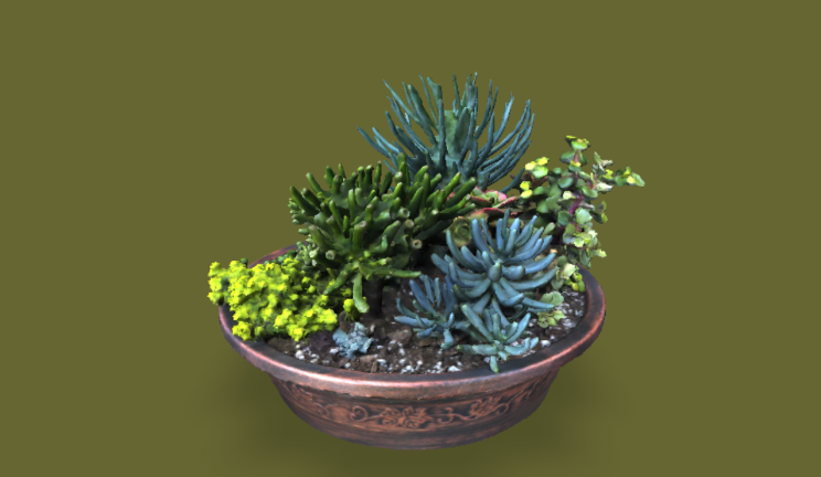 多肉植物石头植物植物,盆栽gltf,glb模型下载，3d模型下载