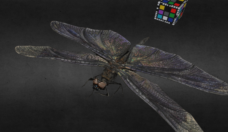 蝴蝶蜻蜓动物gltf,glb模型下载，3d模型下载
