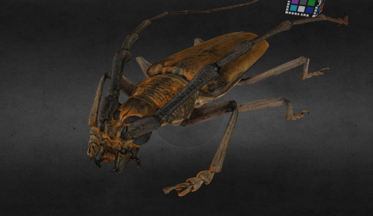 山橡长角甲虫动物动物,甲虫gltf,glb模型下载，3d模型下载