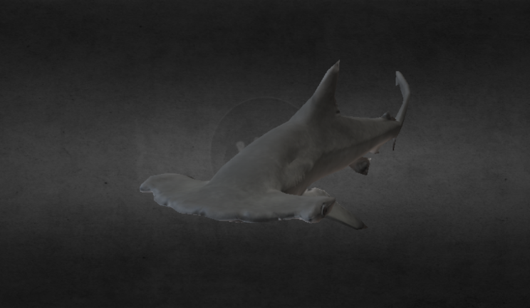 扇贝双髻鲨幼鱼gltf,glb模型下载，3d模型下载