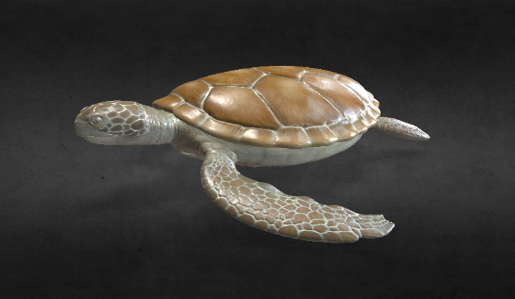 海龟动物动物,龟gltf,glb模型下载，3d模型下载