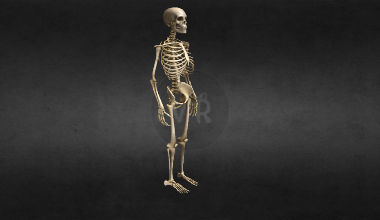 人体骨骼人物人物,骨骼,器官gltf,glb模型下载，3d模型下载